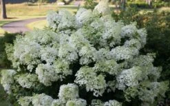 Bobo Hydrangea - 3 Gallon Pot -Breeze Sprout Sales hydrangea paniculata bobo 4