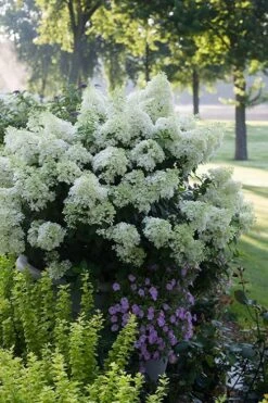 Bobo Hydrangea - 3 Gallon Pot -Breeze Sprout Sales hydrangea paniculata bobo 5