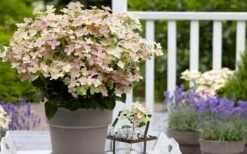 Early Evolution Hydrangea - 1 Gallon Pot -Breeze Sprout Sales hydrangea paniculata early evolution 2