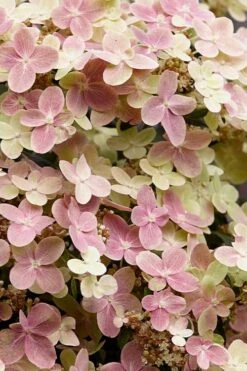 Early Evolution Hydrangea - 1 Gallon Pot -Breeze Sprout Sales hydrangea paniculata early evolution 3