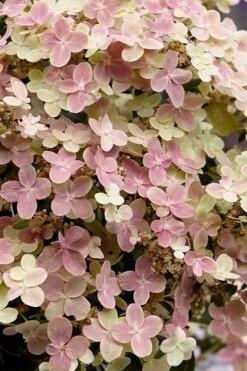 Early Evolution Hydrangea - 1 Gallon Pot -Breeze Sprout Sales hydrangea paniculata early evolution 4