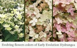 Early Evolution Hydrangea - 1 Gallon Pot -Breeze Sprout Sales hydrangea paniculata early evolution 5