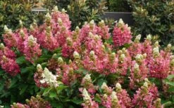 Flare Hydrangea - 3 Gallon Pot -Breeze Sprout Sales hydrangea paniculata lava lamp flare 11