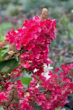 Flare Hydrangea - 3 Gallon Pot -Breeze Sprout Sales hydrangea paniculata lava lamp flare 15 1