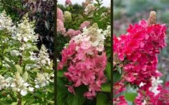 Flare Hydrangea - 3 Gallon Pot -Breeze Sprout Sales hydrangea paniculata lava lamp flare 16