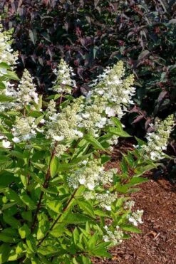 Flare Hydrangea - 3 Gallon Pot -Breeze Sprout Sales hydrangea paniculata lava lamp flare 17