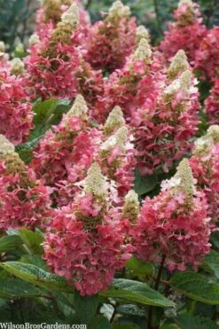 Flare Hydrangea - 3 Gallon Pot -Breeze Sprout Sales hydrangea paniculata lava lamp flare 3