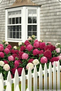 Little Lime Punch Hydrangea - 3 Gallon Pot -Breeze Sprout Sales hydrangea paniculata little lime punch 2