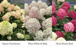 Little Lime Punch Hydrangea - 3 Gallon Pot -Breeze Sprout Sales hydrangea paniculata little lime punch 3