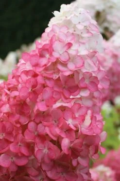 Vanilla Strawberry Hydrangea - 1 Gallon Pot -Breeze Sprout Sales hydrangea paniculata vanilla strawberry 20 1