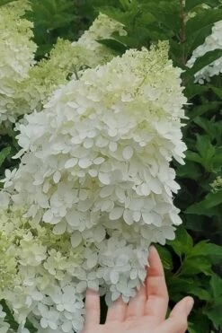 Phantom Hydrangea - 2 Gallon Pot 8 Phantom Hydrangea - 2 Gallon Pot -Breeze Sprout Sales hydrangea phantom 20