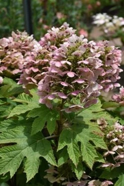 Queen Of Hearts Oakleaf Hydrangea - 3 Gallon Pot