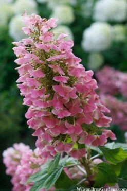 Gatsby Pink Oakleaf Hydrangea - 3 Gallon Pot -Breeze Sprout Sales hydrangea quercifolia gatsby pink 7