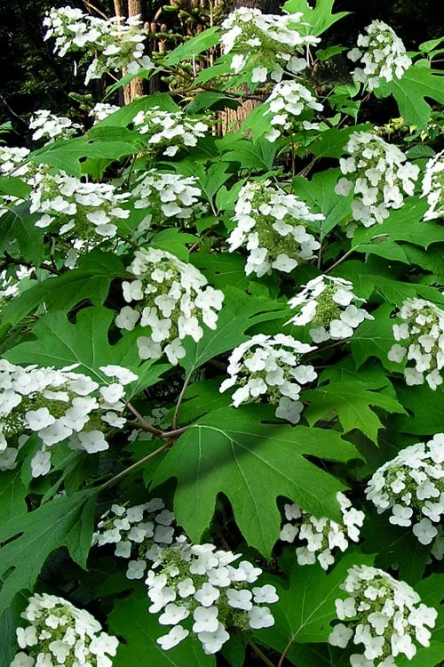 Pee Wee Dwarf Oakleaf Hydrangea - 1 Gallon Pot 1 Pee Wee Dwarf Oakleaf Hydrangea - 1 Gallon Pot