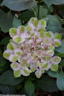 Painters Pallet Hydrangea - 1 Gallon Pot