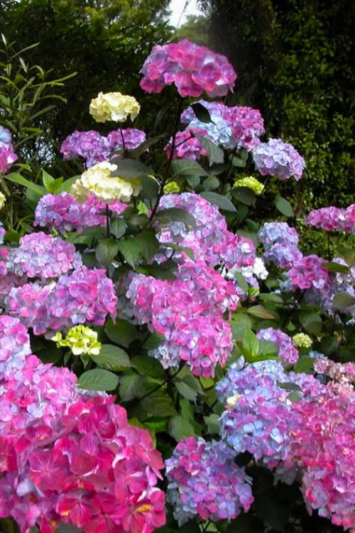 Preziosa Multi Color Hydrangea - 1 Gallon Pot 1 Preziosa Multi Color Hydrangea - 1 Gallon Pot