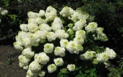 Silver Dollar Hydrangea - 1 Gallon Pot -Breeze Sprout Sales hydrangea silver dollar 2
