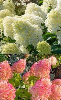 Silver Dollar Hydrangea - 1 Gallon Pot -Breeze Sprout Sales hydrangea silver dollar 4