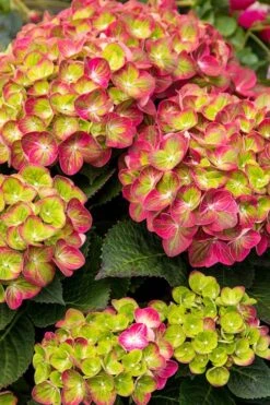 Tilt-A-Swirl Hydrangea - 3 Gallon Pot -Breeze Sprout Sales hydrangea tilt a whirl 500x750 1