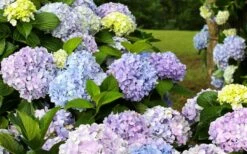 Dear Dolores Hydrangea - 1 Gallon Pot 10 Dear Dolores Hydrangea - 1 Gallon Pot -Breeze Sprout Sales hydrangea20dear20delores 2