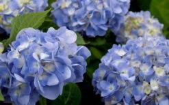Dear Dolores Hydrangea - 3 Gallon Pot 11 Dear Dolores Hydrangea - 3 Gallon Pot -Breeze Sprout Sales hydrangea20dear20delores202