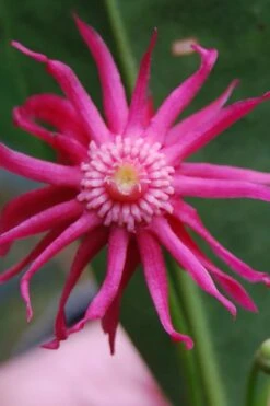 Woodland Ruby Anise (Illicium) - 3 Gallon Pot -Breeze Sprout Sales illicium floridanum woodland ruby florida anise 11