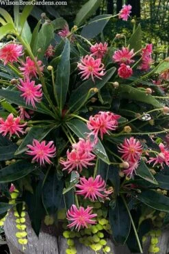 Woodland Ruby Anise (Illicium) - 3 Gallon Pot -Breeze Sprout Sales illicium floridanum woodland ruby florida anise 13