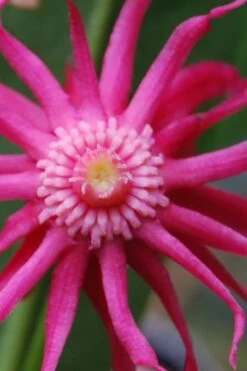 Woodland Ruby Anise (Illicium) - 3 Gallon Pot -Breeze Sprout Sales illicium sfloridanum woodland ruby florida anise 10