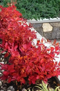 Scentlandia Sweetspire (Itea Virginica) - 3 Gallon Pot -Breeze Sprout Sales itea virginica scentlandia virginia sweetspire 7