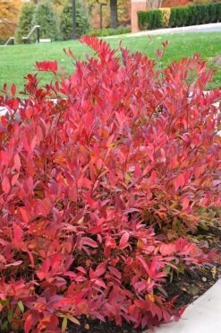 Virginia Sweetspire (Itea Virginica) - 2 Gallon Pot -Breeze Sprout Sales itea virginica virginia sweetspire 14