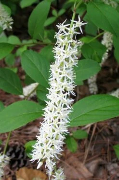 Virginia Sweetspire (Itea Virginica) - 2 Gallon Pot -Breeze Sprout Sales itea virginica virginia sweetspire 7