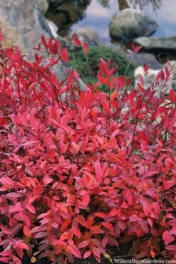 Virginia Sweetspire (Itea Virginica) - 2 Gallon Pot -Breeze Sprout Sales itea virginica virginia sweetspire 8