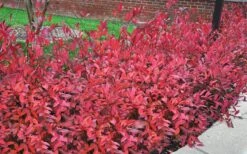 Virginia Sweetspire (Itea Virginica) - 2 Gallon Pot -Breeze Sprout Sales itea virginica virginia sweetspire 9