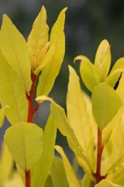 Sicilian Sunshine Sweet Bay Laurel (Laurus Nobilis) - 1 Gallon Pot -Breeze Sprout Sales laurus nobilis sicilian sunshine sweet bay laurel 5