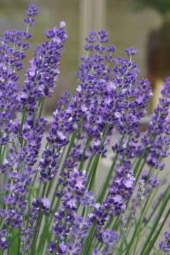 Big Time Blue Lavender - 6 Pack Of 1 Gallon Pots -Breeze Sprout Sales lavandula angustifolia big time blue lavender 1 1
