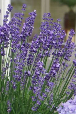 Big Time Blue Lavender - 1 Gallon Pot -Breeze Sprout Sales lavandula angustifolia big time blue lavender 2