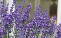 Big Time Blue Lavender - 6 Pack Of 1 Gallon Pots -Breeze Sprout Sales lavandula angustifolia big time blue lavender 3 1