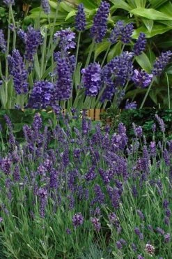 Ellagance Purple English Lavender - 5 Pack Of Quart Pots -Breeze Sprout Sales lavandula angustifolia ellagance purple english lavender 2