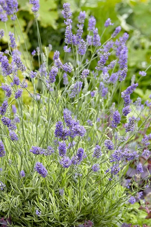 Platinum Blonde English Lavender Plant - 1 Gallon Pot 5 Platinum Blonde English Lavender Plant - 1 Gallon Pot - Image 5