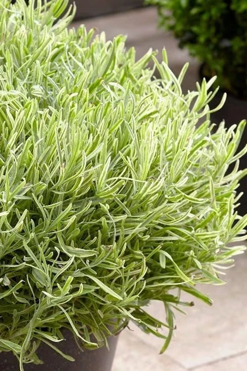 Platinum Blonde English Lavender Plant - 1 Gallon Pot 6 Platinum Blonde English Lavender Plant - 1 Gallon Pot - Image 6