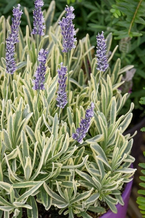 Platinum Blonde English Lavender Plant - 1 Gallon Pot 1 Platinum Blonde English Lavender Plant - 1 Gallon Pot