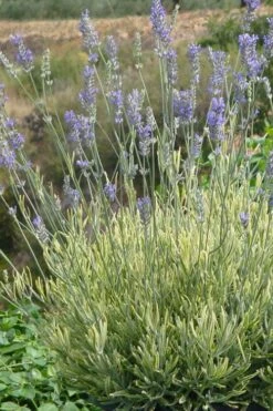 Platinum Blonde English Lavender Plant - 1 Gallon Pot 14 Platinum Blonde English Lavender Plant - 1 Gallon Pot -Breeze Sprout Sales lavandula angustifolia momparler platinum blonde lavender 7
