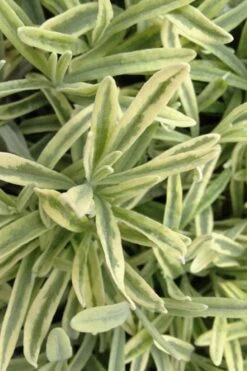 Platinum Blonde English Lavender Plant - 1 Gallon Pot 11 Platinum Blonde English Lavender Plant - 1 Gallon Pot -Breeze Sprout Sales lavandula angustifolia momparler platinum blonde lavender 8