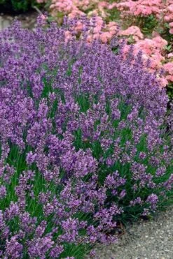 Munstead English Lavender - 6 Pack Of Pint Pots -Breeze Sprout Sales lavandula angustifolia munstead english lavender 3