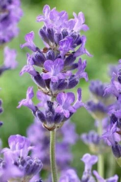 Munstead English Lavender - 6 Pack Of Pint Pots -Breeze Sprout Sales lavandula angustifolia munstead english lavender 5