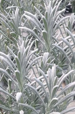 Sensational Lavender - 1 Gallon Pot -Breeze Sprout Sales lavender intermedia sensational 1