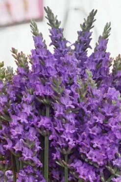 Sensational Lavender - 5 Pack Of Quart Pots -Breeze Sprout Sales lavender intermedia sensational 2 1