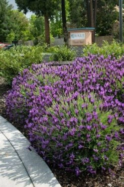 Otto Quast Spanish Lavender - 1 Gallon Pot 9 Otto Quast Spanish Lavender - 1 Gallon Pot -Breeze Sprout Sales lavender otto quast 23 1