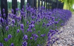 Sweet Romance English Lavender Plant - 1 Gallon Pot -Breeze Sprout Sales lavendula angustifolia sweet romance lavender 4