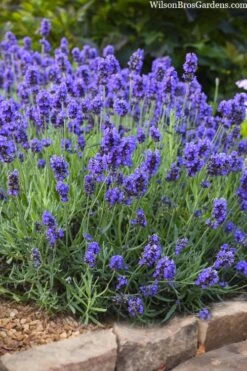 Sweet Romance English Lavender Plant - 1 Gallon Pot -Breeze Sprout Sales lavendula angustifolia sweet romance lavender 6